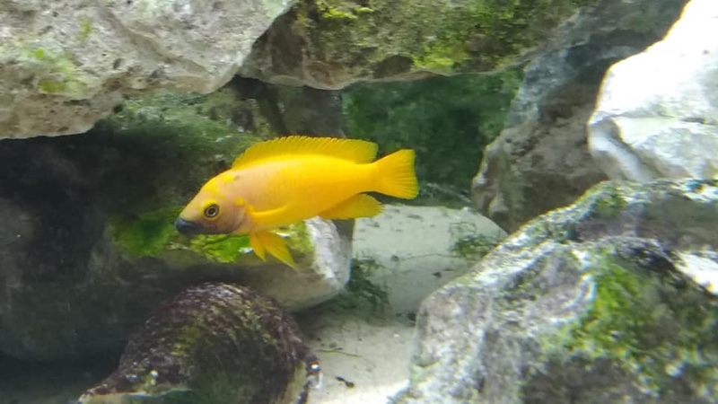 Neolamprologus leleupi 'Kitumba'